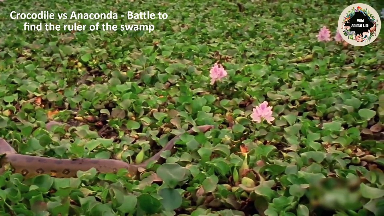 Crocodile vs Anaconda - Battle to Find The Ruler of The Swamp   Wild Animal Life