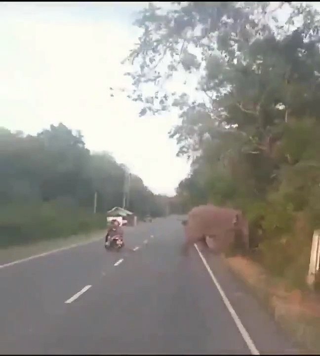 पापा की परी से बेचारे हाथी ने कैसे जान बचाई। #viral #trending #funny