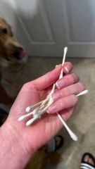 Doggo Thinks Cotton Swabs are Delicious