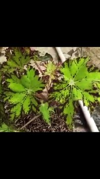 Smart ideas 2023 for growing flowers and plants Garden House