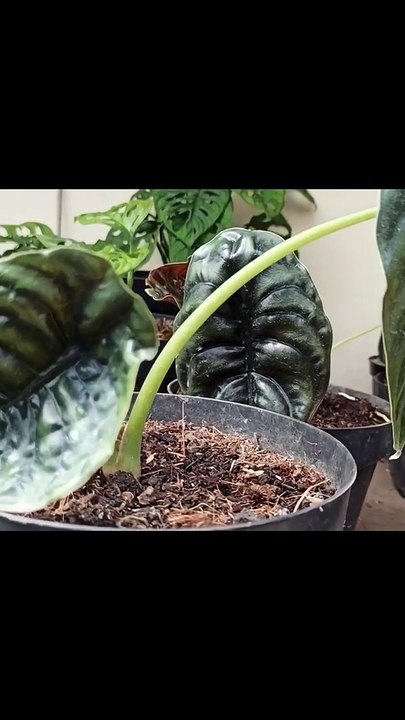 Smart ideas 2023 for growing flowers and plants Garden House