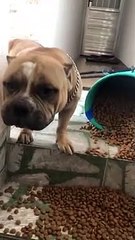 Dog Has No Remorse for Eating Extra Food