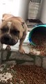 Dog Has No Remorse for Eating Extra Food