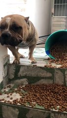 Dog Has No Remorse for Eating Extra Food