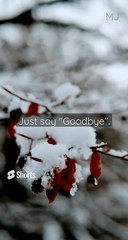 #boss #quotes #quotesaboutlife #breakup #cheat #don't #why #say #goodbye #sigmarule #forlife #follow