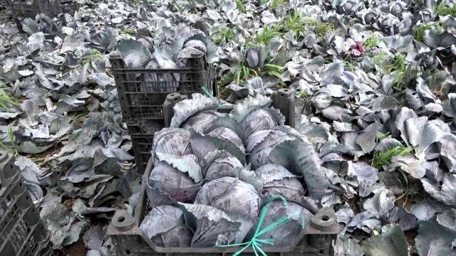 Son dakika haber: Bafra Ovası'nda kışlık sebze zamanı