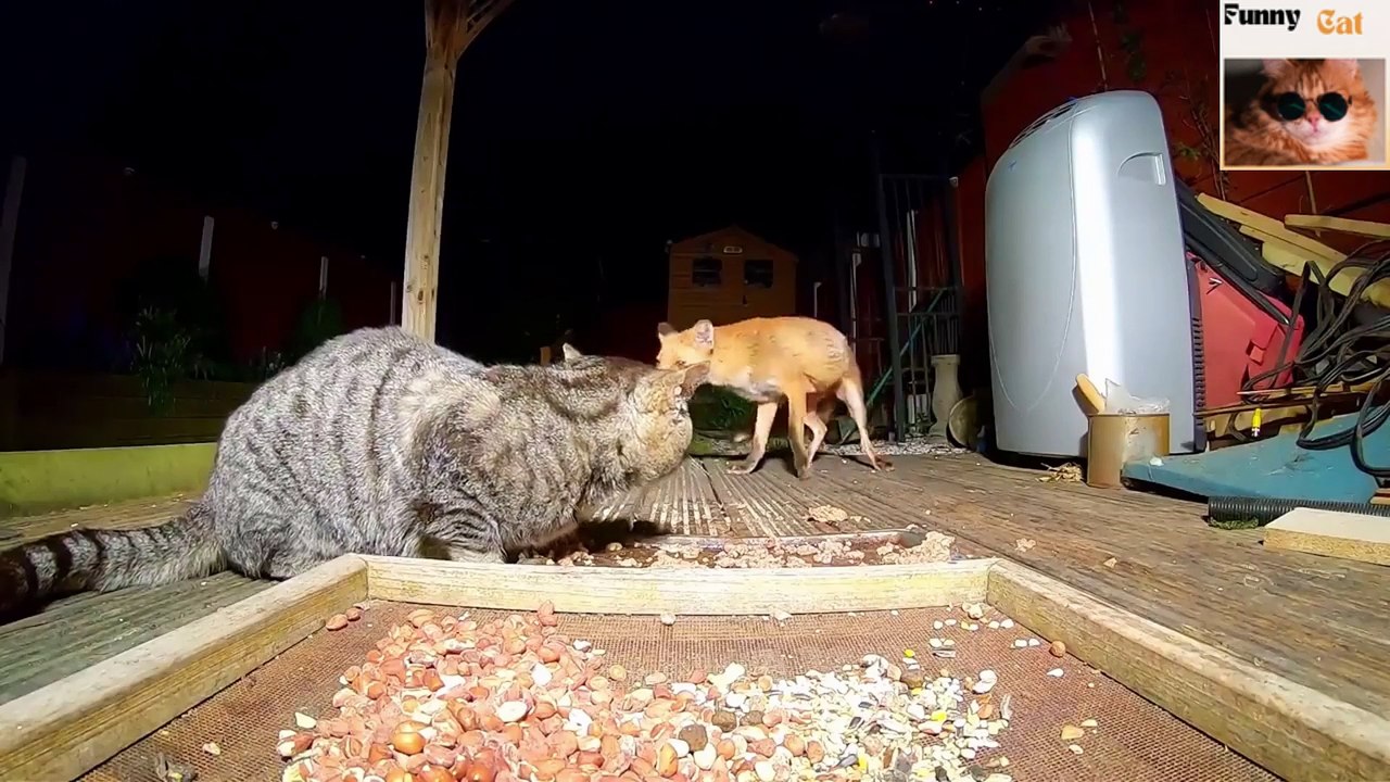 funny videos | try not to laugh#24@Funny Cat