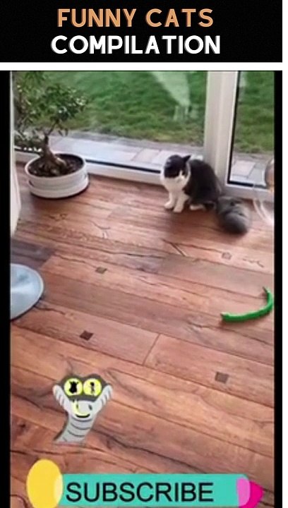 Funny Cats
