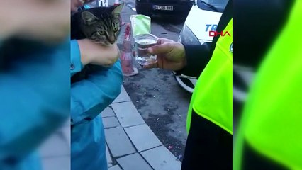 Köpeklerin kovaladığı kedi polis aracına girerek kurtuldu