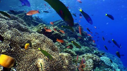 Avatar: The Way of Water I Keep Our Oceans Amazing