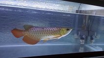 Arowana Golden Red