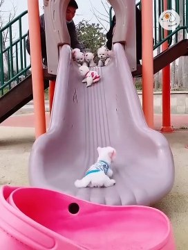 Tingkah lucu hewan peliharaan #003, kucing, anjing, dll