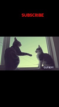 Baby Cats Cute and Funny Cat Videos English Compilation | cutiefy #babycat #funnycats #cat