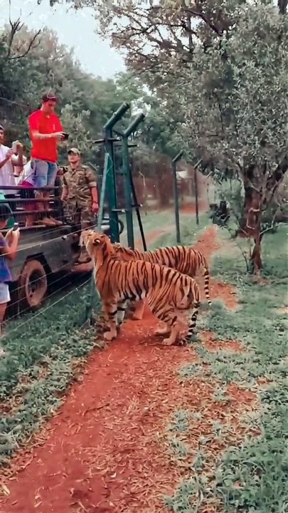 Tiger jumping video