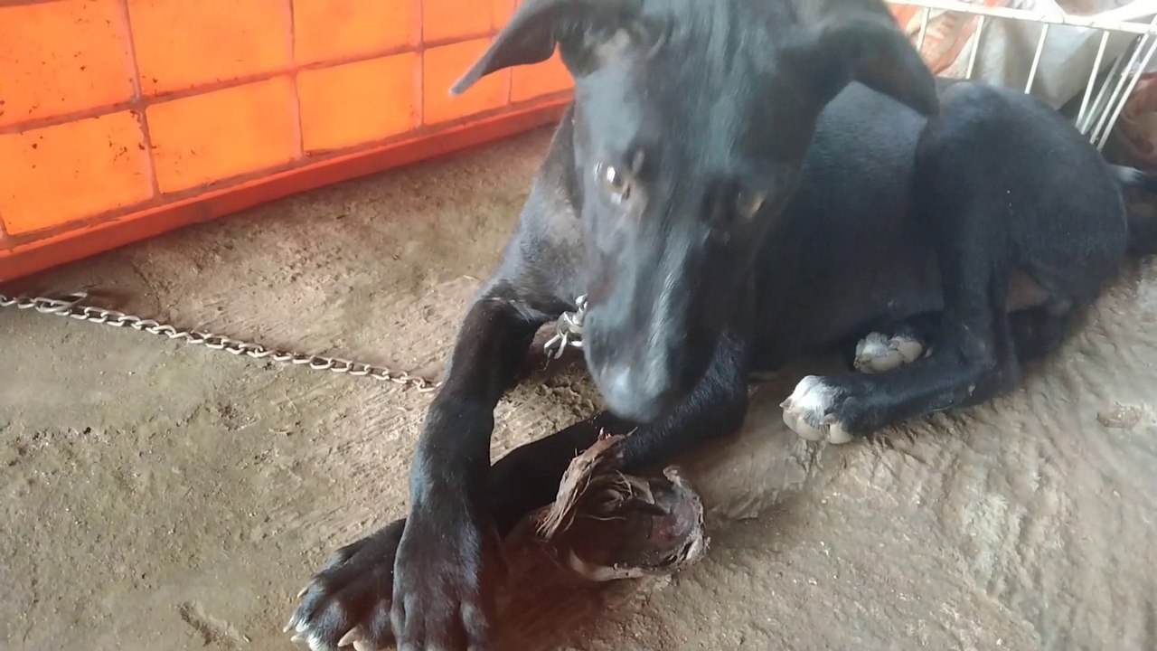 Cute Black Dog