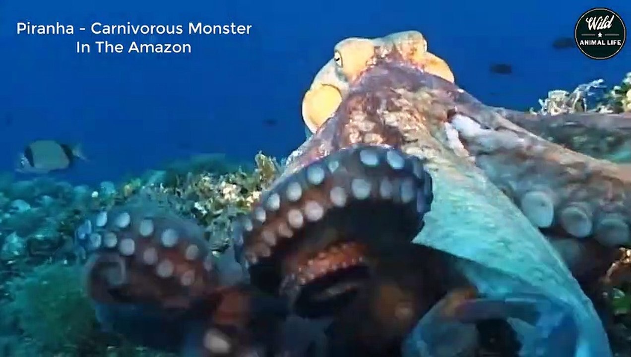 Piranha Fish Eating Meat   Close-up of The Danger and Aggression of the River Killer Piranha
