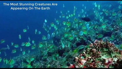 7 Strangest Creatures In The World   Top One Bird of Paradise