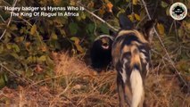 The Honey Badger vs Hyena The Most Classic Battle   Wild Animal Life