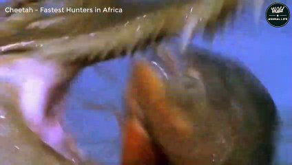 Cheetah - Top 1 African Killers   Wild Animal Life