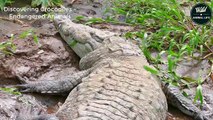 CROCODILES - The Fright Of All Creatures On The Amazon River   Amazon Forest Rain, Wild Animal Life