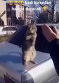 Kedi Birazdan Halaya Duracak