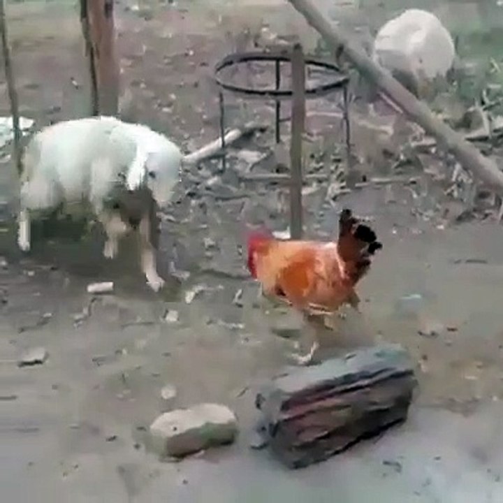 Psikopat Horoz