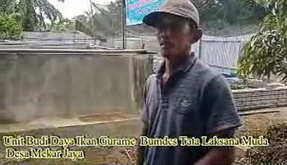 budi daya ikan gurame