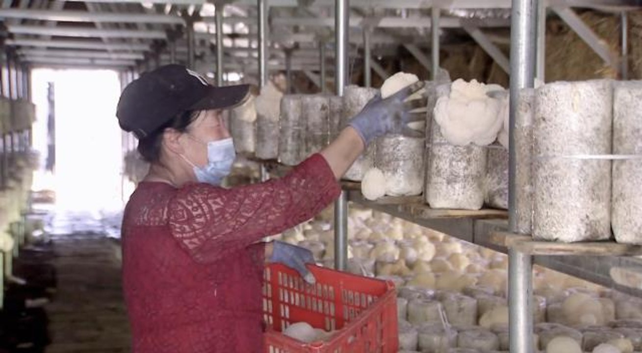 Çin'in Heilongjiang Eyaletinde Aslan Yelesi Mantarları Bol Ürün Verdi