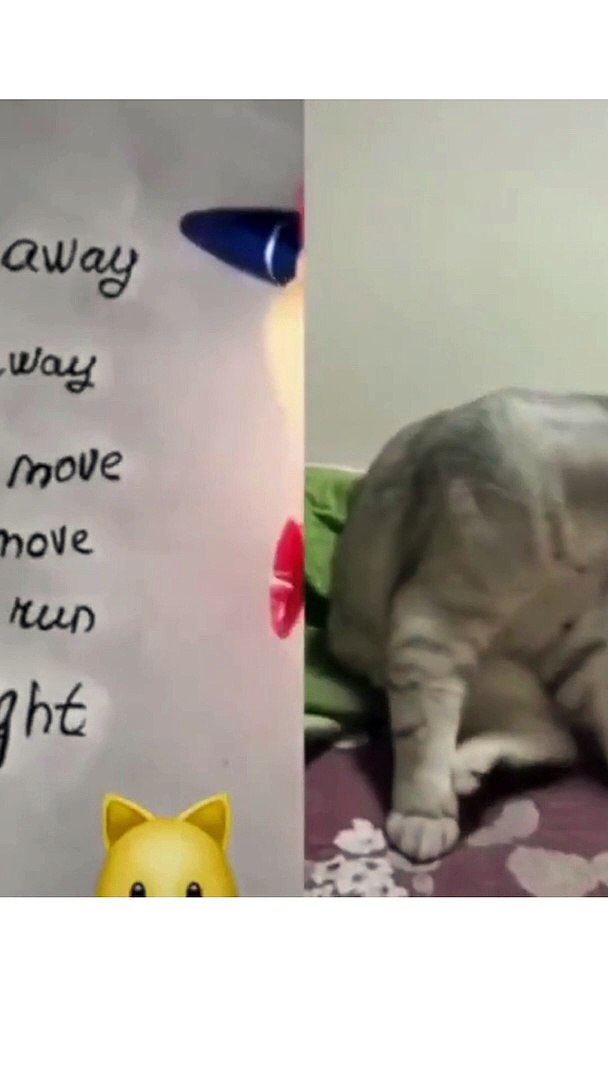 Funny Cats and Cute Cats, Cute cat