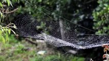 70.Morning Dew On Spider Web - 4K Ultra HD - Free Stock Footage 4K - No Copyright -