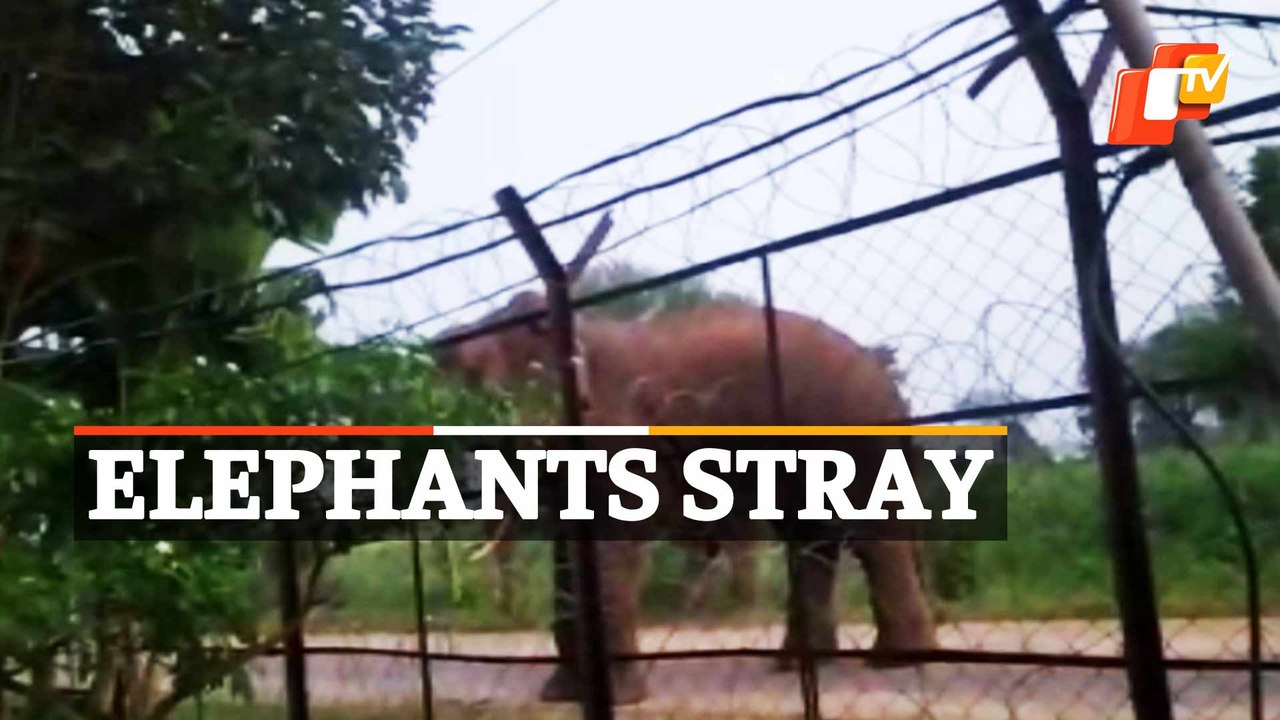 Watch Elephant Herd Strays Into Village In Kantabanji, Bolangir