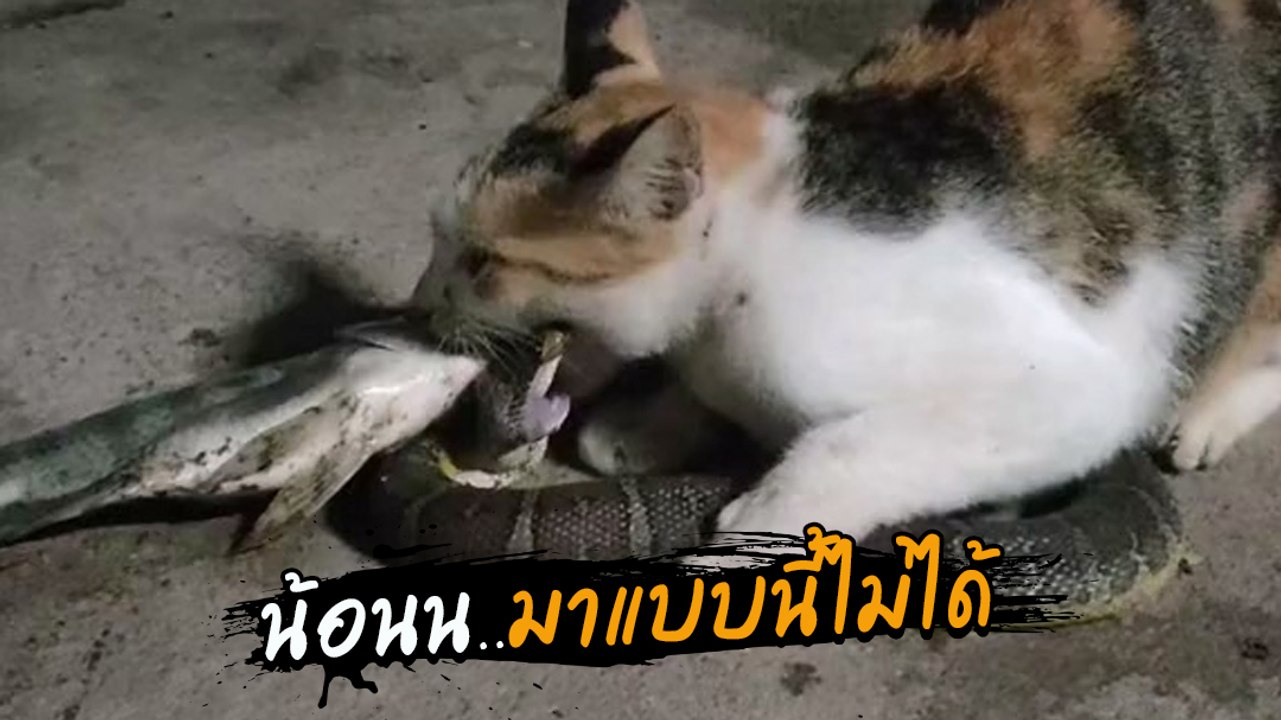 ขนลุก ! เมื่อไอ้ต้าวเหมียวคาบเหยื่อเข้าบ้านแบบน...