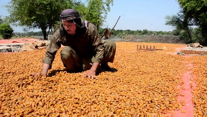 Pakistan's date industry got ravaged by floods. Here's how farmers are picking up the pieces.