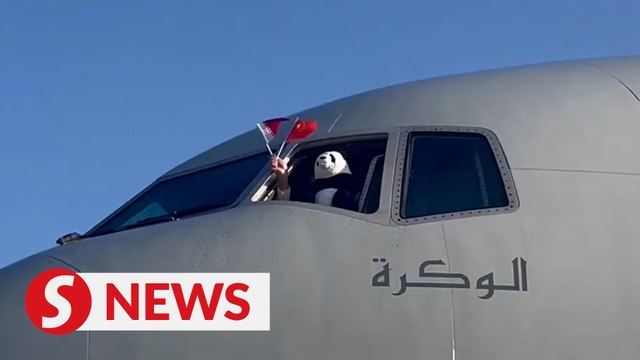 Chinese giant pandas arrive in Qatar on first trip to Mideast