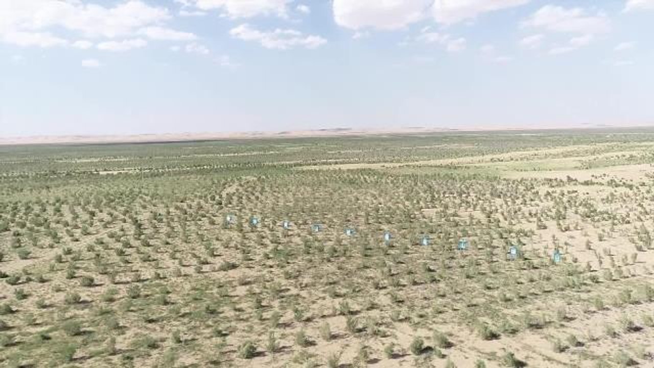 Çin'in Kuzeyinde Çölün Kenarında Bulunan Yeşil Kuşak, Çiftçilere ve Çobanlara Fayda Sağlıyor
