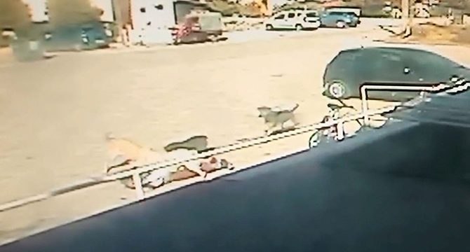 Edirne’de sahipsiz köpeklerin saldırdığı çocuk ağır yaralandı