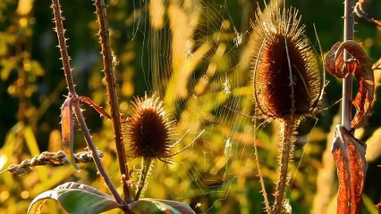 Very nice nature video