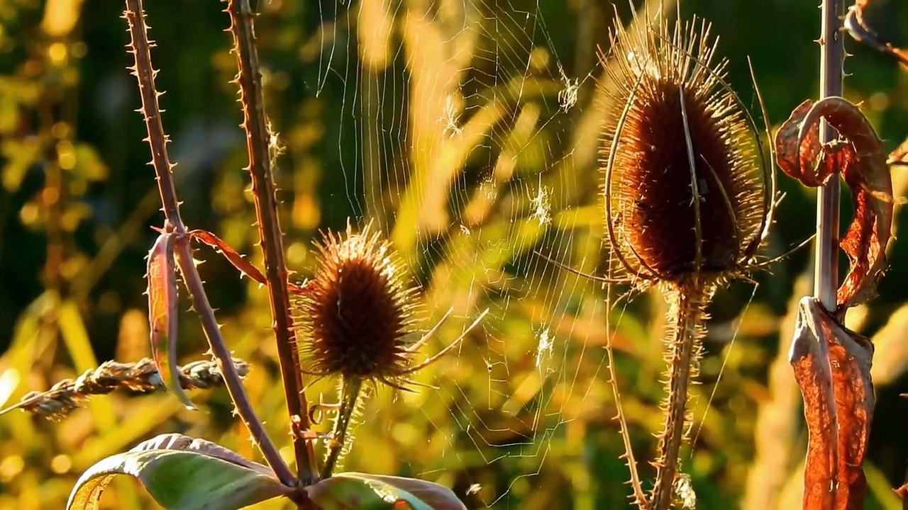 Very nice nature video