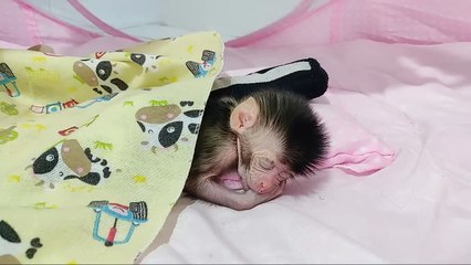 Activity Newborn Baby Monkey Boy Just Wokeup