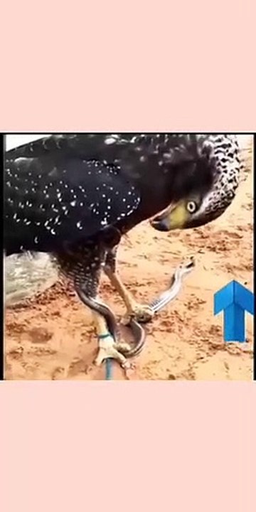 Eagle vs Snake