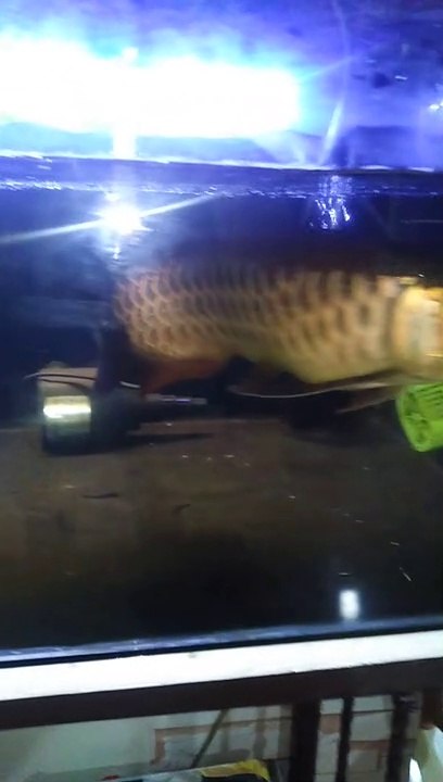 AROWANA GOLDEN RED