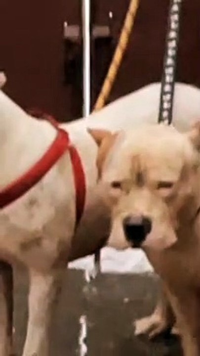 Respect for dog 