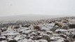 Ağrı haber: Ağrı'da etkili olan kar ve siste çobanların zorlu mesaisi sürüyor