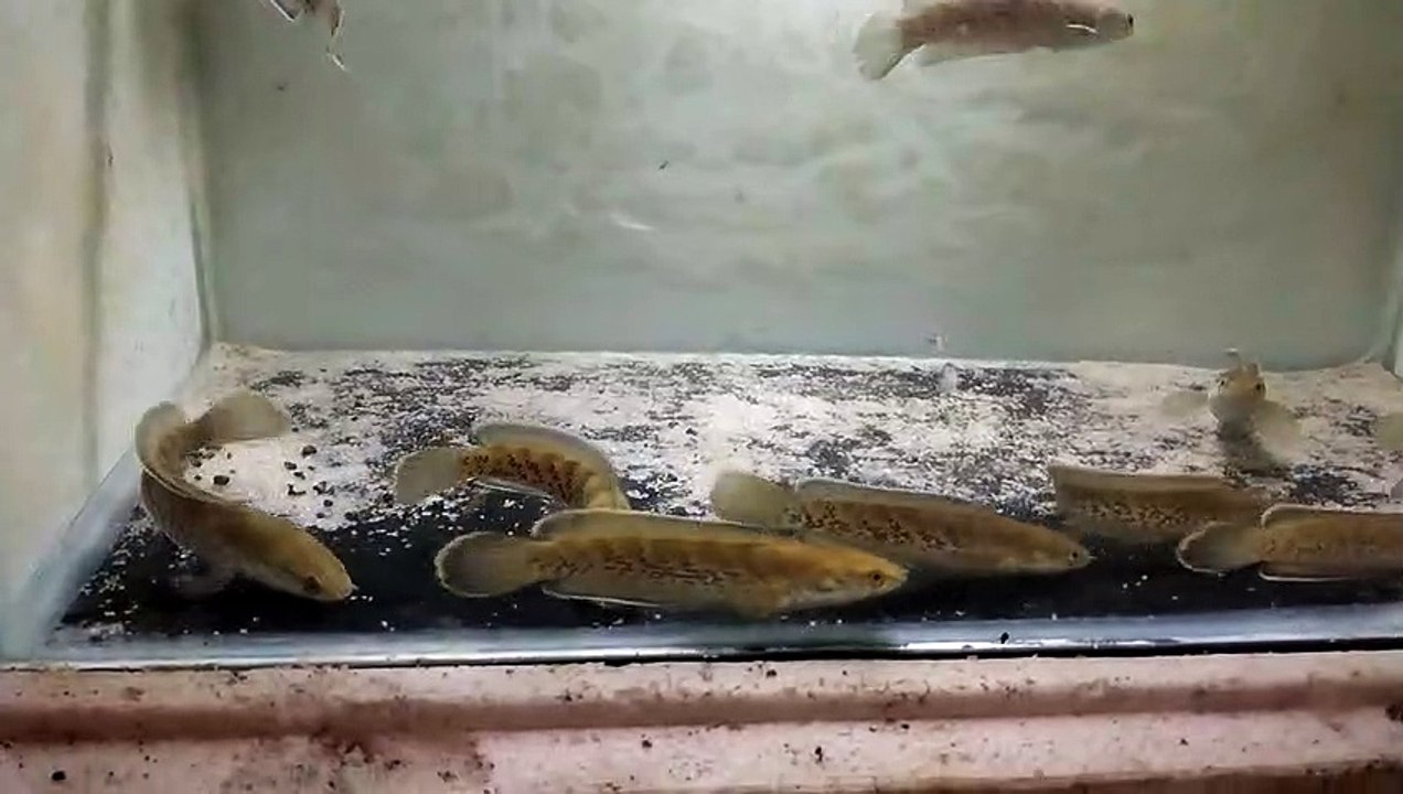 Snakehead Stewarti Karbialong From India