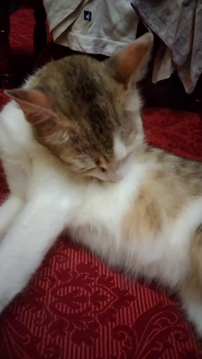 Cute Sweet Cat