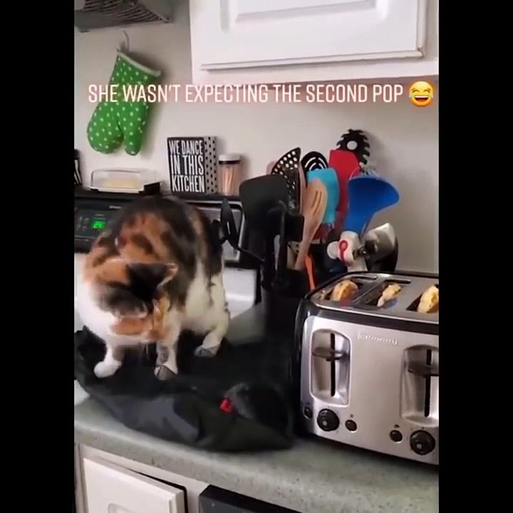 KUCING LUCU BIKIN GEMES