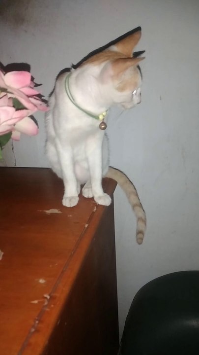 Kami penyaang kucing 