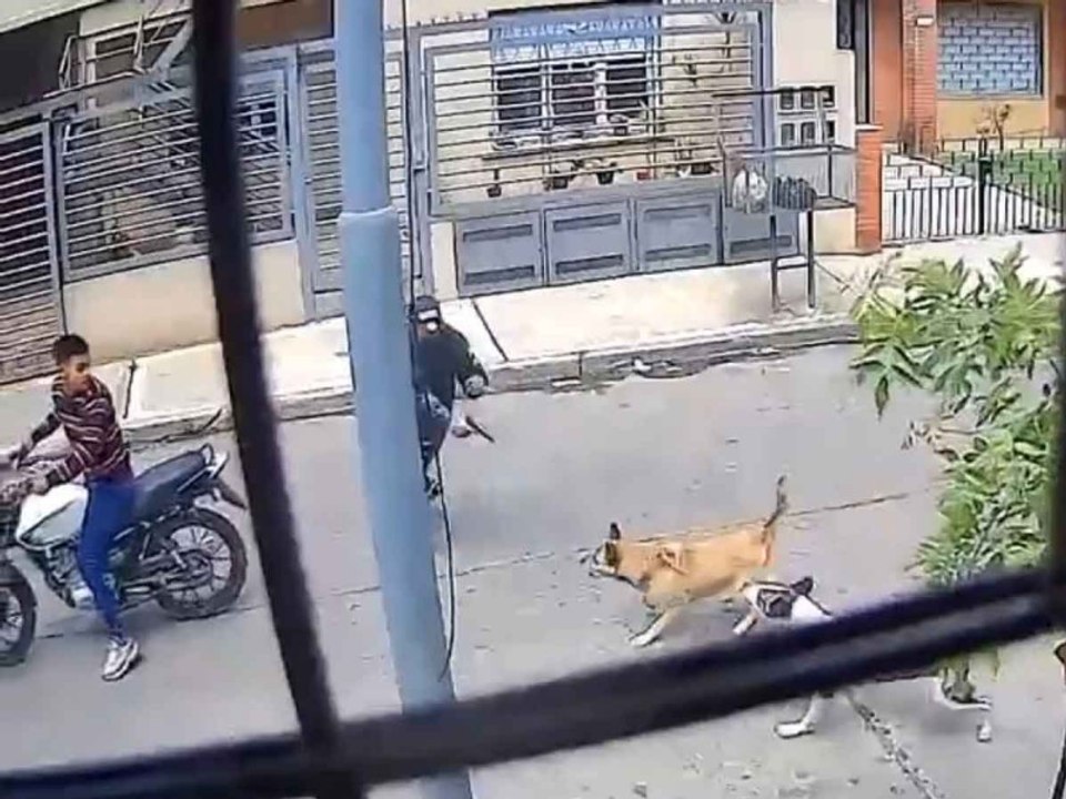 Perras evitan asalto en Argentina