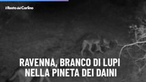 Ravenna, branco di lupi nella pineta dei daini