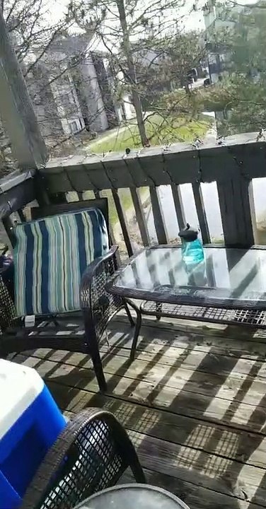 A Herd of Leaf Blowers Passing Through